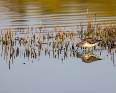 Ortak Greenshank (Tringa nebularia), Dehtar havuzu, Güney Bohemya, Çek Cumhuriyeti