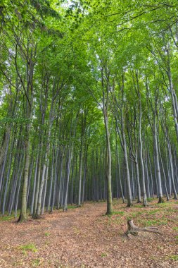 Beyaz Karpatlar 'daki Bahar Kayın Ormanı, Güney Moravya, Çek Cumhuriyeti