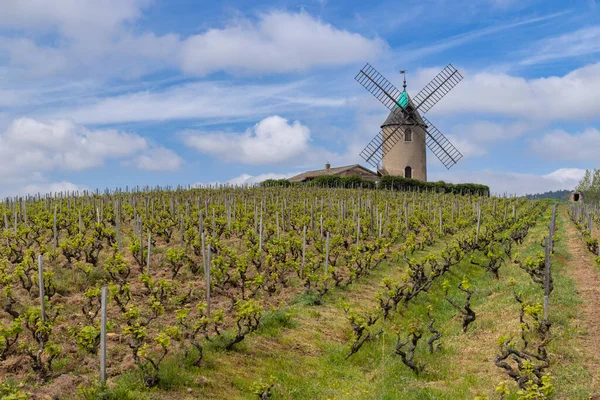 Windmühle Moulin Vent Romaneche Thorins Chenas Beaujolais Saone Loire Bourgogne — Stockfoto