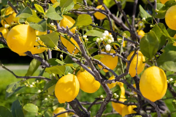 Bando Limões Frescos Amarelos Maduros Com Folhas Flores Verdes Itália — Fotografia de Stock