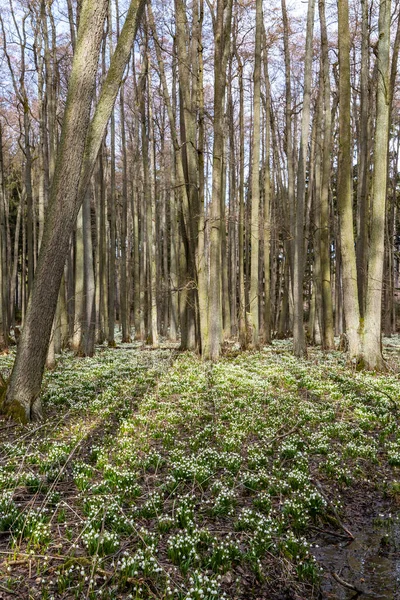 Vorfrühlingswald Mit Frühlingsschneeflocke Vysocina Tschechisch Repubic — Stockfoto