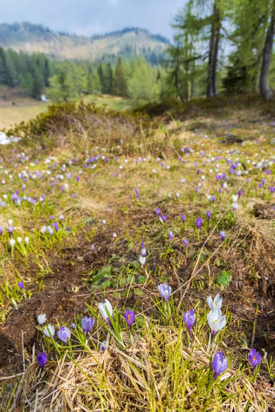 Early Spring Blooming Meadow Crocus Sella Rioda Alps Italy — Stock Photo, Image