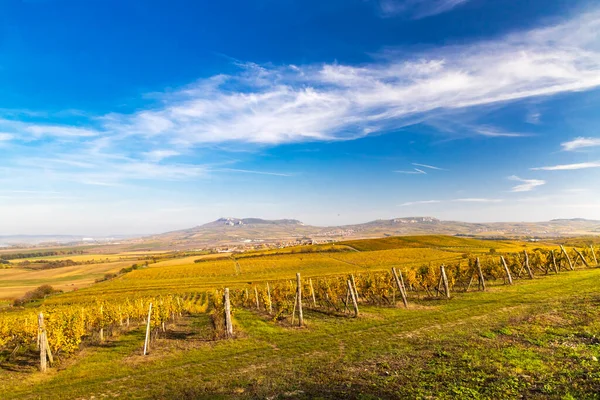 Vineyards Dolni Dunajovice Palava Region Southern Moravia Czech Republic — Stock Photo, Image