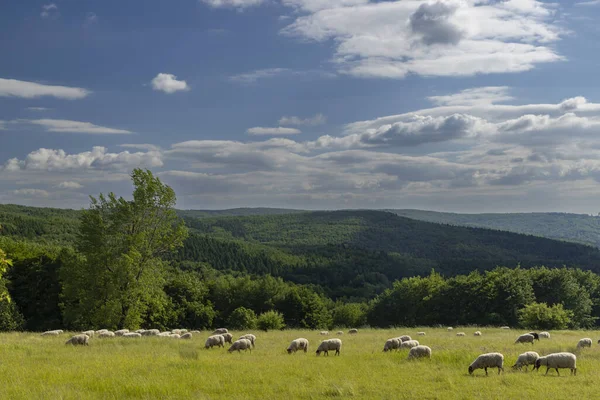 Landscape White Sheep White Carpathians Czech Republic — Stock Photo, Image