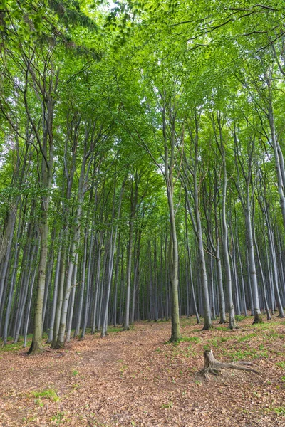 Foresta Faggio Primaverile Nei Carpazi Bianchi Moravia Meridionale Repubblica Ceca — Foto Stock