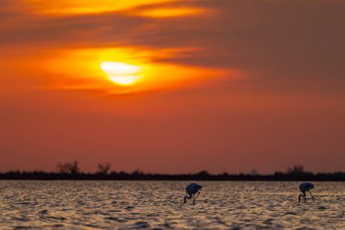 Flamingo in Parc Naturel bölgesel de Camargue, Provence, Fransa