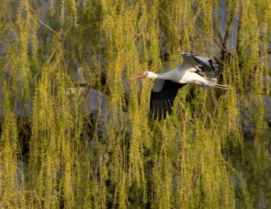 White stork (ciconia ciconia), early spring near Hunawihr, Alsace, France