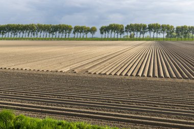 Spring view of potato field just after planting, Netherlands