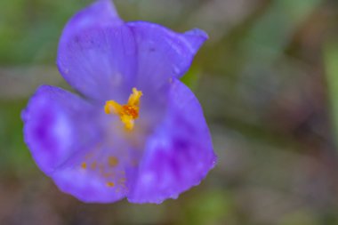 Spring flower in Triglavski national park, Slovenia