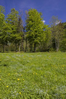 Spring flower in Triglavski national park, Slovenia