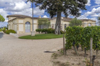 Chateau Petrus, Pomerol, Aquitaine, Fransa yakınlarındaki tipik üzüm bağları