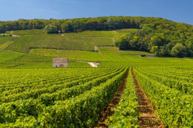 Clos de Vougeot, Cote de Nuits, Burgundy, Fransa yakınlarındaki tipik üzüm bağları