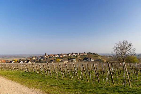 Vineyard Zellenbergr Alsace France — Stock fotografie