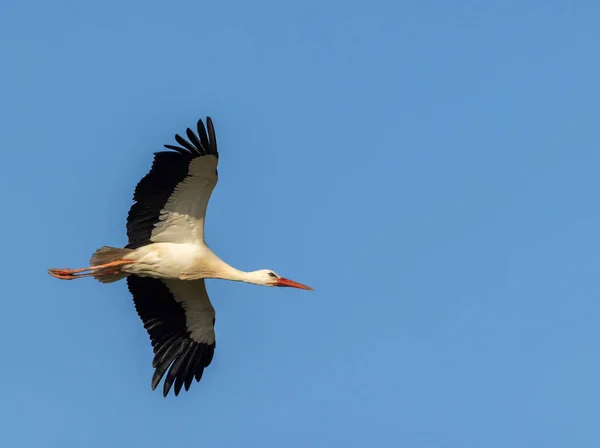 White Stork Ciconia Ciconia Early Spring Hunawihr Alsace France — Stock Photo, Image