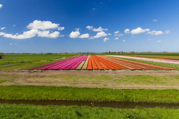 Field Tulips Alkmaar Netherlands — Stok fotoğraf