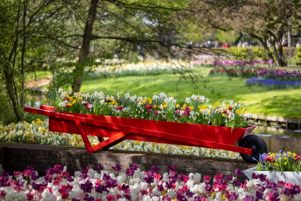 Keukenhof Blomsterhage Største Tulipanpark Verden Lisse Nederland – stockfoto