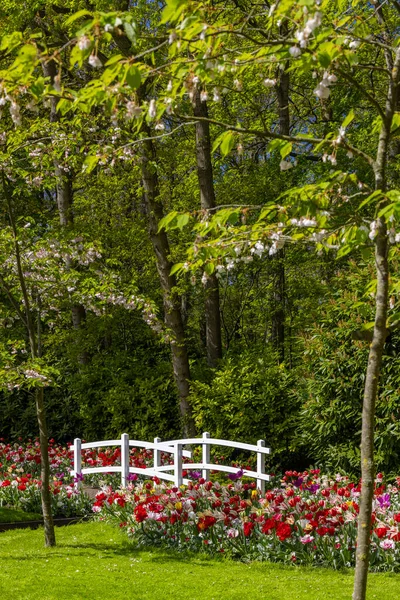 Кеукенхоф Найбільший Парк Тюльпанів Світі Ліссе Нідерланди — стокове фото