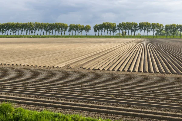Spring View Potato Field Just Planting Netherlands —  Fotos de Stock