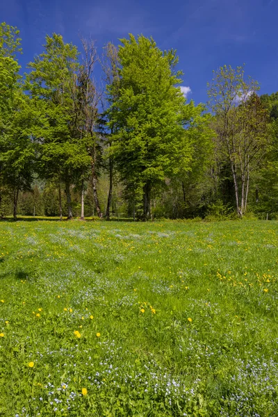 Spring Flower Triglavski National Park Slovenia — стоковое фото