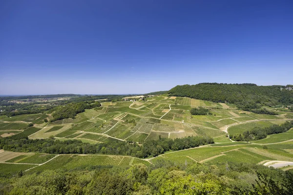 Vineyards Chateau Chalon Department Jura Franche Comte France — 图库照片