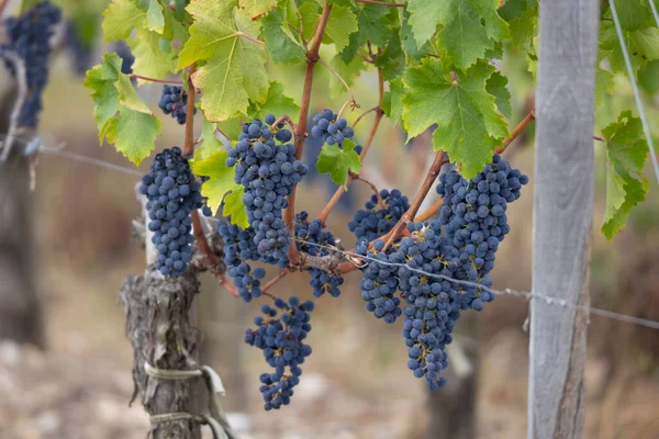 Uvas Cabernet Sauvignon Para Producir Vinos Más Alta Calidad Burdeos —  Fotos de Stock
