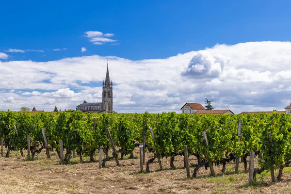 Типичные Виноградники Недалеко Помероля Аквитания Франция — стоковое фото