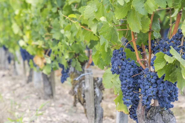 Typowe Winnice Pobliżu Pomerol Akwitania Francja — Zdjęcie stockowe