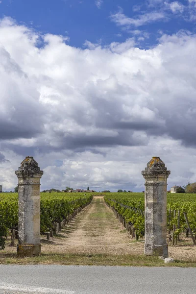 Typiska Vingårdar Nära Chateau Petrus Pomerol Aquitaine Frankrike — Stockfoto