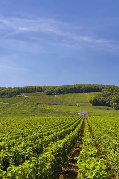 Типові Виноградники Біля Клос Вужо Кот Нуїтс Бургундія Франція — стокове фото