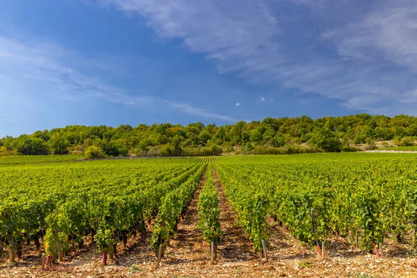 クロス ヴーゲット コート ユニット ブルゴーニュ フランスの近くの典型的なブドウ畑 — ストック写真