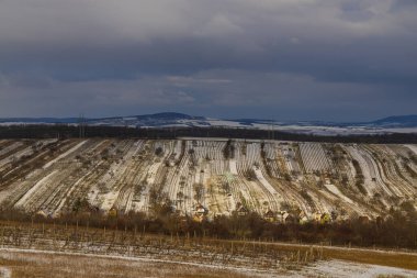 Mutenice yakınlarındaki kış üzüm bağı, Güney Moravya, Çek Cumhuriyeti