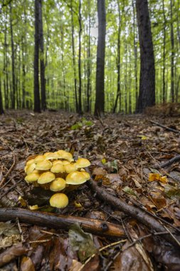 Mushrooms in the autumn forest, White Carpathians, Southern Moravia, Czech Republic