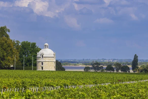 Typiske Vingårder Nær Chateau Latour Bordeaux Aquitaine Frankrike – stockfoto