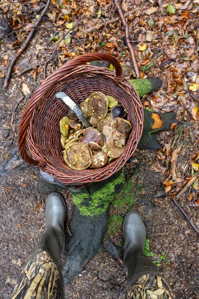 Traditional Mushroom Picking Forests Czech Republic - Stock-foto