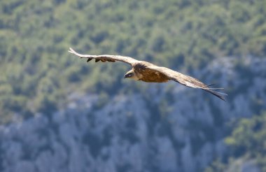 Fransa 'nın Provence kentindeki Verdon Nehri Kanyonu' nda (Verdon Gorge) Griffon akbabası