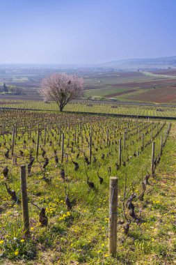 Early spring vineyards near Aloxe-Corton, Burgundy, France