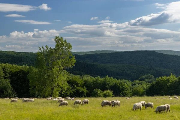 Paisagem Com Ovelhas Brancas Cárpatos Brancos República Checa — Fotografia de Stock