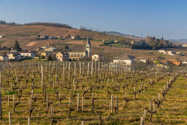 Spring Vineyards Chenas Beaujolais Burgundy France — Fotografia de Stock