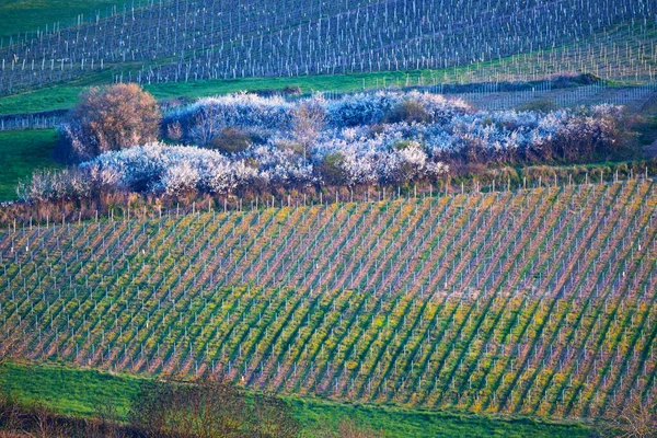 法国勃艮第Beaune附近的春葡萄园 — 图库照片