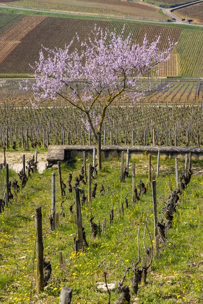 Ранняя Весна Виноградники Вблизи Алокс Кортон Бургундия Франция — стоковое фото