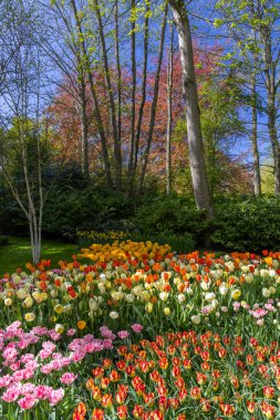 Keukenhof flower garden - largest tulip park in world, Lisse, Netherlands