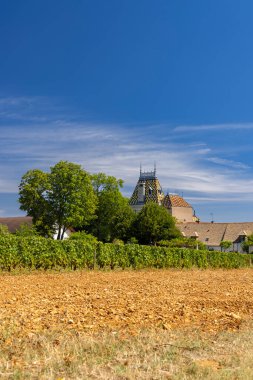 Aloxe-Corton yakınlarındaki tipik üzüm bağları, Cote de Nuits, Burgundy, Fransa