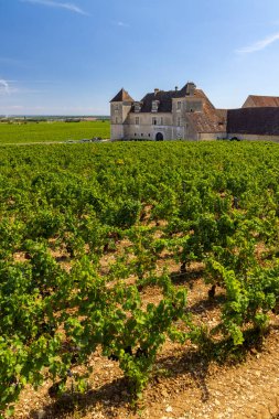Clos de Vougeot, Cote de Nuits, Burgundy, Fransa yakınlarındaki tipik üzüm bağları