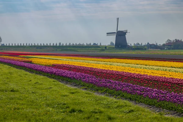 Field Tulips Ondermolen Windmill Alkmaar Netherlands — Zdjęcie stockowe