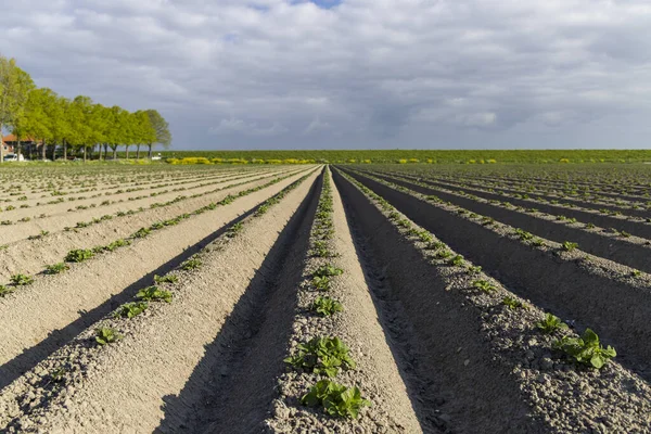 Hollanda Ekilen Patates Tarlasının Bahar Manzarası — Stok fotoğraf