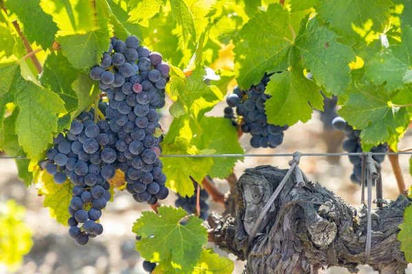 Wijngaarden Met Cabernet Sauvignon Bij Chateau Dauzac Margaux Medoc Bordeaux — Stockfoto