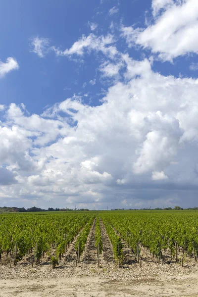 Typical Vineyards Chateau Dauzac Margaux Medoc Bordeaux Aquitaine France — Stock Photo, Image