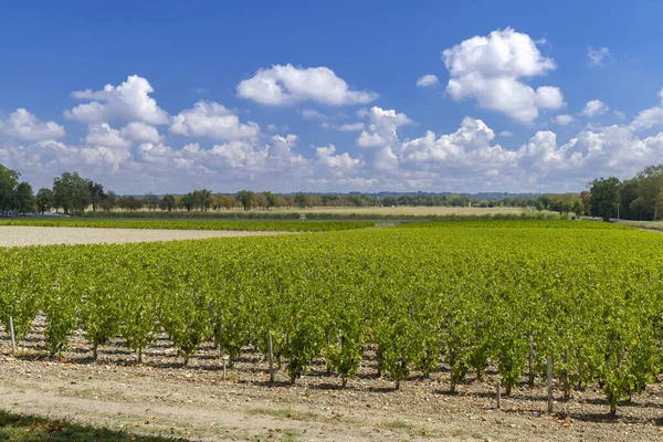 Виноградники Рядом Марго Chateau Margaux Бордо Аквитания Франция — стоковое фото