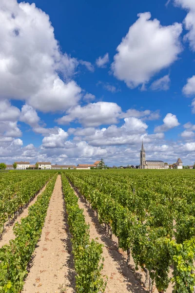 法国阿基坦波美洛尔附近典型的葡萄园 — 图库照片