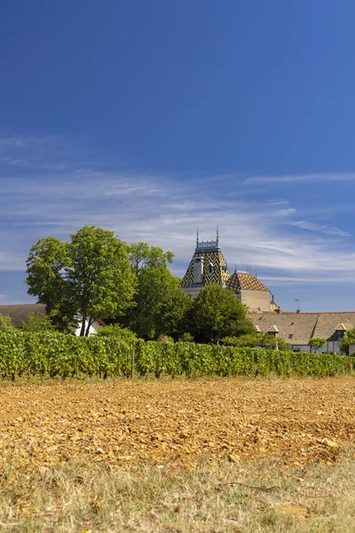 Typowe Winnice Pobliżu Aloxe Corton Cote Nuits Burgundia Francja — Zdjęcie stockowe